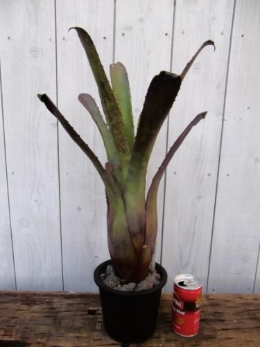 現物「ホヘンベルギア・ペンナエ」4.5号　Hohenbergia pennae ホヘンベルギア・ペンナエ 4.5号 - 植物と暮らす m-plant