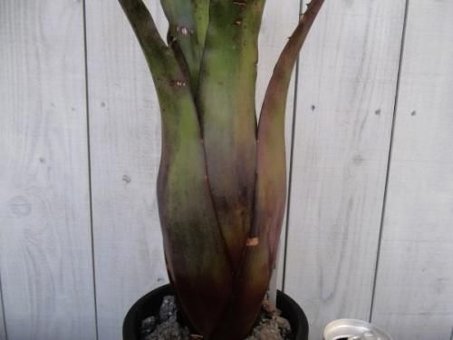 ホヘンベルギア・ペンナエ 4.5号 - 植物と暮らす m-plant