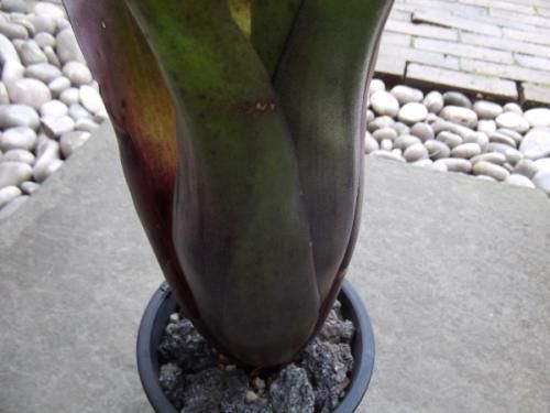 ホヘンベルギア・ペンナエ 4.5号 - 植物と暮らす m-plant