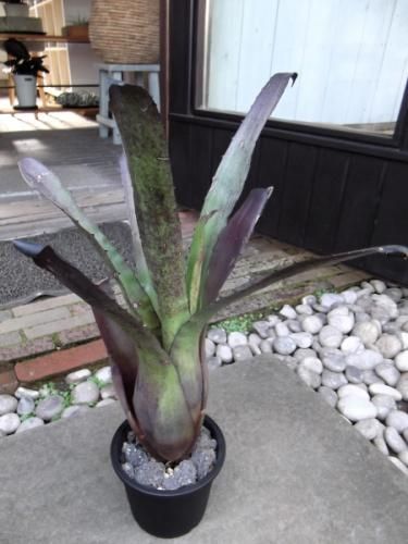 現物「ホヘンベルギア・ペンナエ」4.5号　Hohenbergia pennae ホヘンベルギア・ペンナエ 4.5号 - 植物と暮らす m-plant