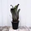 ۥإ٥륮쥪ݥɥۥ륹ƥ֥åեࡡ3.5