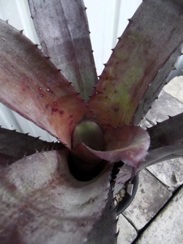 現物「ホヘンメア・サイコ」5号 xHohenmea Psycho