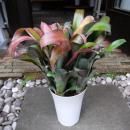 ӥ٥륮ƥ饵󥻥åȡ