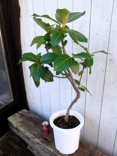 現品］【希少】☆おすすめ☆ 89番 フィカス グランディス 曲がり 8号