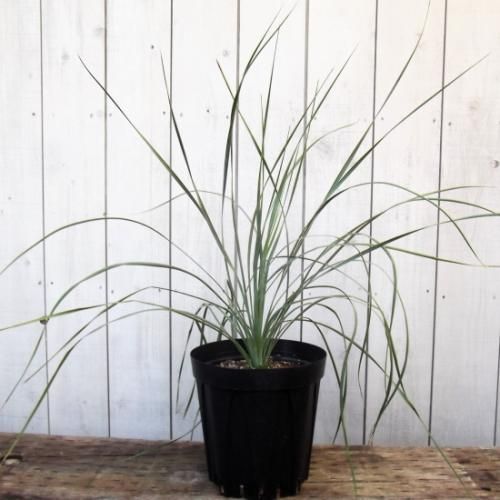 ユッカ　トンプソニアーナ ユッカ・トンプソニアーナ 【公式通販】