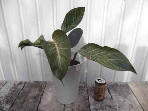 現物「フィロデンドロン・ピンクバーキン」７号　Philodendron 現物「フィロデンドロン・ピンクバーキン」7号 Philodendron - メルカリ