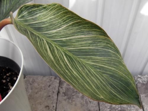 フィロデンドロン・ピンクバーキン 7号 - 植物と暮らす m-plant