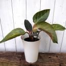 �ե����ǥ�ɥ��󡦥ԥ󥯥С����󡡣���