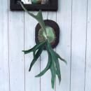 ץƥꥦ ۥ磻ȡ㥤դ