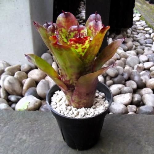 ネオレゲリア・スーパーキュート 4号 - 植物と暮らす m-plant