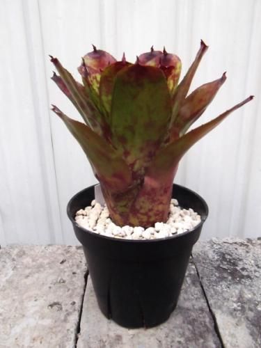 ネオレゲリア・スーパーキュート 4号 - 植物と暮らす m-plant