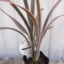 �˥塼������󡦥ԥ󥯥��ȥ饤�ס�����