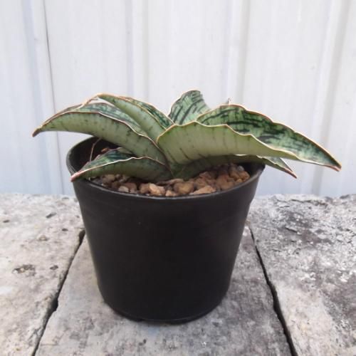 EMP サンセベリア ブアカーオ / SA391 EMP サンセベリア ブアカーオ / SA391 サンセベリア ブア カーオ