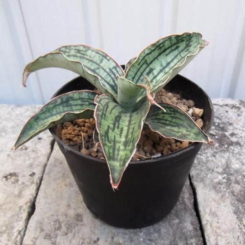 EMP サンセベリア ブアカーオ / SA391 EMP サンセベリア ブアカーオ / SA391 サンセベリア ブア カーオ