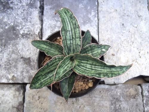 EMP サンセベリア ブアカーオ / SA391 EMP サンセベリア ブアカーオ / SA391 サンセベリア ブア カーオ