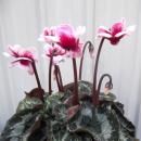 �������󡦥�륷���ʵ�ѥԥ��ˡ�3.5��