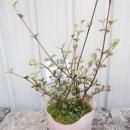 ���ե��ߥ륿�������֥����������2.5��