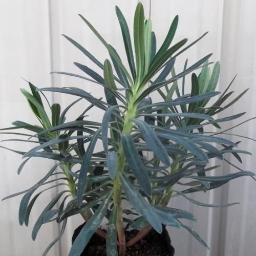 ユーフォルビア・ブラックパール 3.5号 - 植物と暮らす m-plant