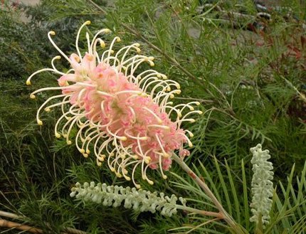 グレビレア・ピンクサプライズ - 植物と暮らす m-plant