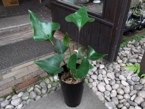 アンスリウム アロー 5寸 | GREEN JAM foliageplant