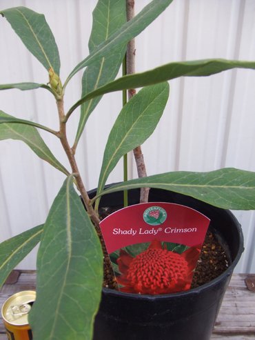 テロペア・シャディーレディー - 植物と暮らす m-plant