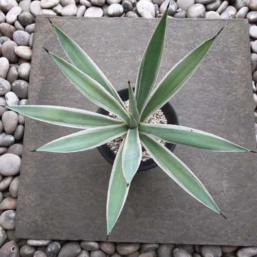 『超特大、現物出品』アガベ　白閃光ハーフムーン　ハクセンコウ　多肉 超特大、現物出品』アガベ 白閃光ハーフムーン ハクセンコウ