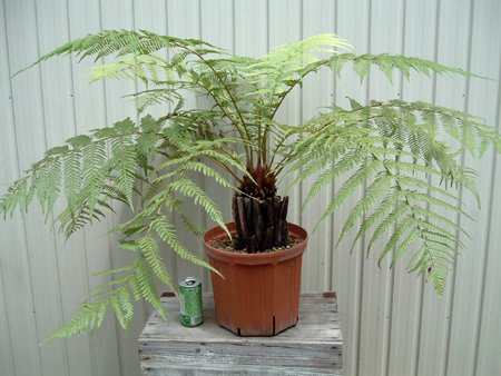 ディクソニア・アンタルクティカ ８号 - 植物と暮らす m-plant