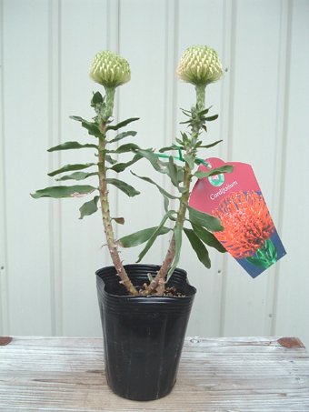 リューコスペルマム・コルディフォリウム - 植物と暮らす m-plant
