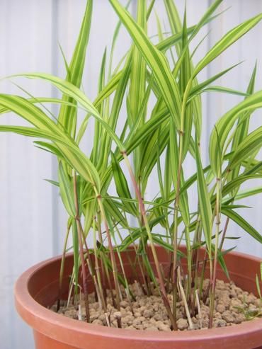 フウチソウ 植物と暮らす M Plant フウチソウ 植物と暮らす M Plant