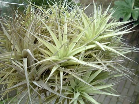 【最安値挑戦】 ベルゲリークランプ m-plant 植物と暮らす - ブロメリア・エアープランツ