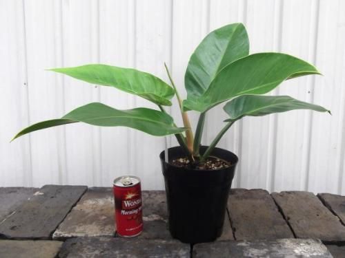 フィロデンドロン インペリアルグリーン 植物と暮らす M Plant フィロデンドロン インペリアルグリーン 植物と暮らす M Plant
