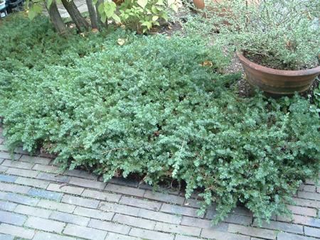 コニファー ブルーパシフィック6本セット（グランドカバー