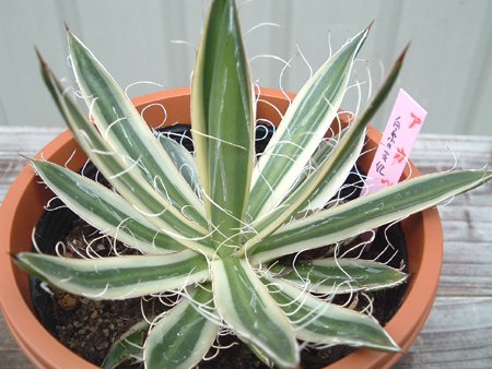 アガベ・白糸の王妃錦 - 植物と暮らす m-plant