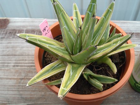 アガベ・笹の雪 黄覆輪 - 植物と暮らす m-plant