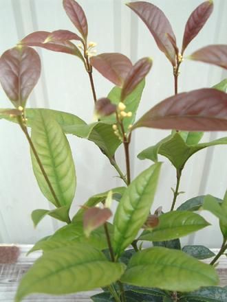 キンモクセイ 四季咲き 植物と暮らす M Plant キンモクセイ 四季咲き 植物と暮らす M Plant