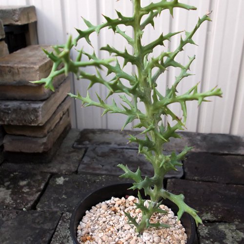 トナカイキリン - 植物と暮らす m-plant