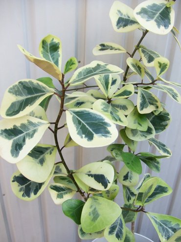 フィカス・トライアンギュラリス 斑入り - 植物と暮らす m-plant