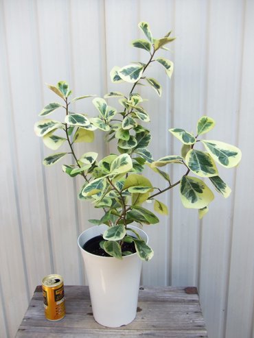 フィカス・トライアンギュラリス 斑入り - 植物と暮らす m-plant