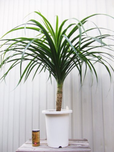 ドラセナ・カンボジアーナ - 植物と暮らす m-plant