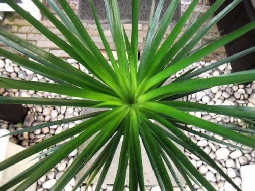 ドラセナ・カンボジアーナ 7号 - 植物と暮らす m-plant