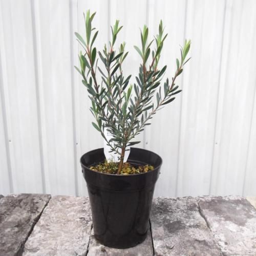 リューカデンドロン イエローデビル 植物と暮らす M Plant リューカデンドロン イエローデビル 植物と暮らす M Plant