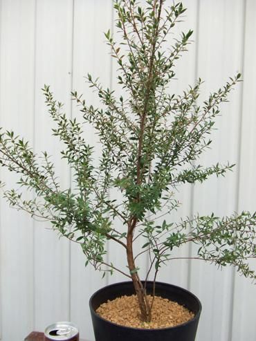 レプトスペルマム・リップスティック - 植物と暮らす m-plant