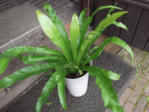 オオタニワタリ ６号 - 植物と暮らす m-plant