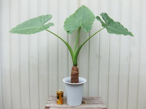 クワズイモの育て方 | 観葉植物・お花の通販 AND PLANTS (アンド