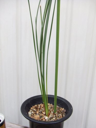 クサントロエア・グラウカ 実生 - 植物と暮らす m-plant