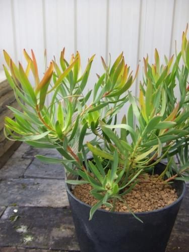 リューカデンドロン・ファイアーグロー - 植物と暮らす m-plant