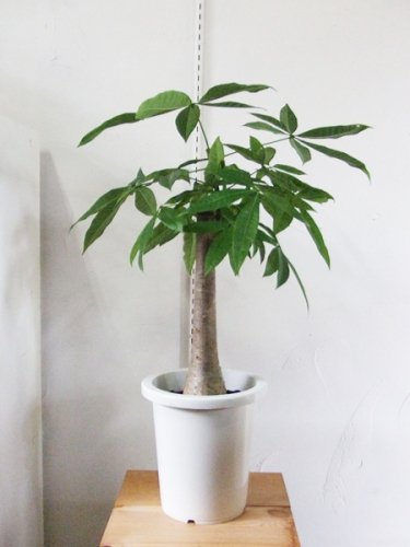 パキラ グラブラ ８号 植物と暮らす M Plant