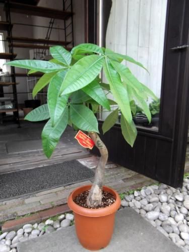 パキラ　曲がり　グラグラ　大型　6号　存在感あり！　観葉植物 パキラ 曲がり グラグラ 大型 6号 存在感あり！ 観葉植物 パキラ