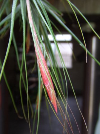 チランジア・シーディアナ・ミノール 花芽つき - 植物と暮らす m-plant