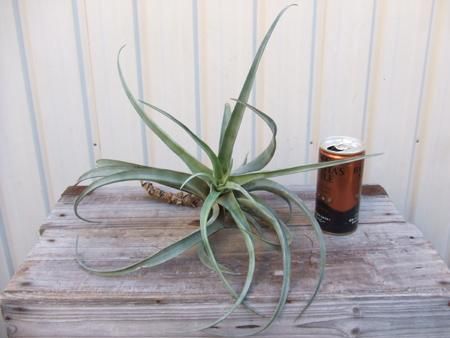 チランジア フレクスオーサ × クカエンシス チランジア フレクスオーサ × クカエンシス